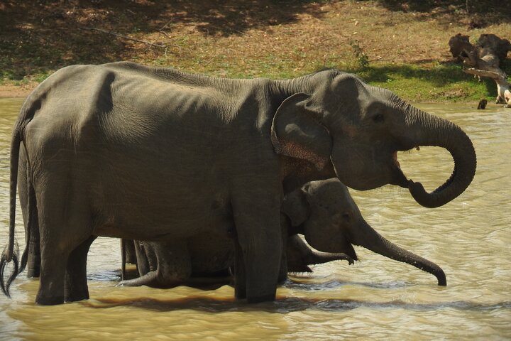 Safári de dia inteiro - Parque Nacional de Yala - 04: 30h às 18: 00h com - safári Janaka