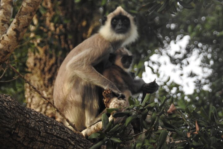 Safári de dia inteiro - Parque Nacional de Yala - 04: 30h às 18: 00h com - safári Janaka