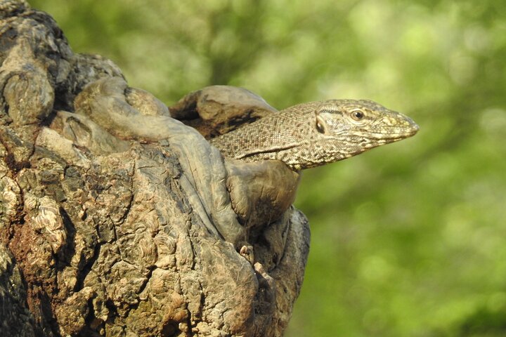 Safári de dia inteiro - Parque Nacional de Yala - 04: 30h às 18: 00h com - safári Janaka