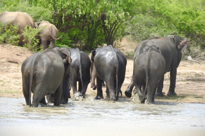 Safári de dia inteiro - Parque Nacional de Yala - 04: 30h às 18: 00h com - safári Janaka