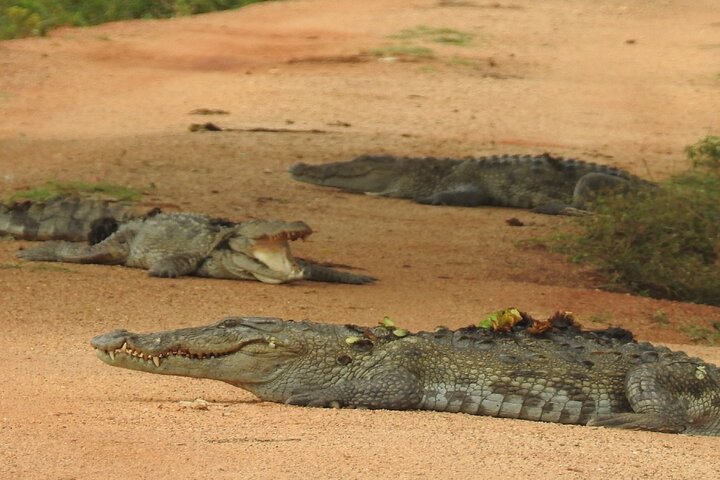 Safári de dia inteiro - Parque Nacional de Yala - 04: 30h às 18: 00h com - safári Janaka