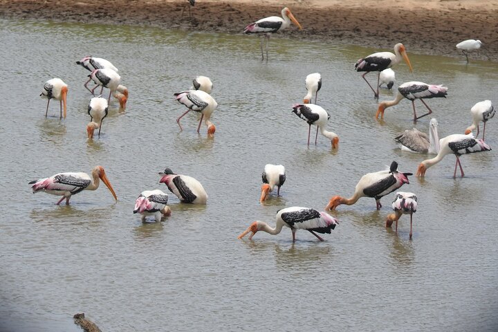 Safári de dia inteiro - Parque Nacional de Yala - 04: 30h às 18: 00h com - safári Janaka