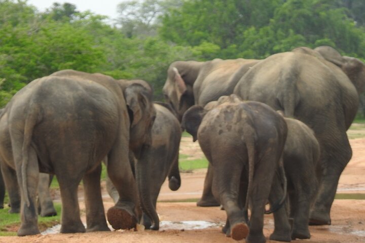 Special Leoparden und Elefanten Safari - 04.30 bis 11.30 Uhr