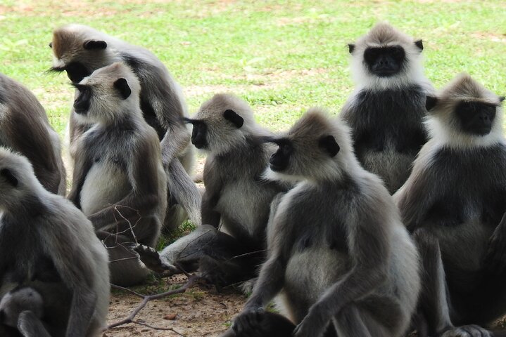 Safári de dia inteiro - Parque Nacional de Yala - 04: 30h às 18: 00h com - safári Janaka