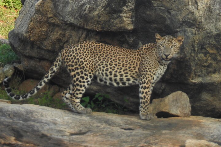 Special Leoparden und Elefanten Safari - 04.30 bis 11.30 Uhr