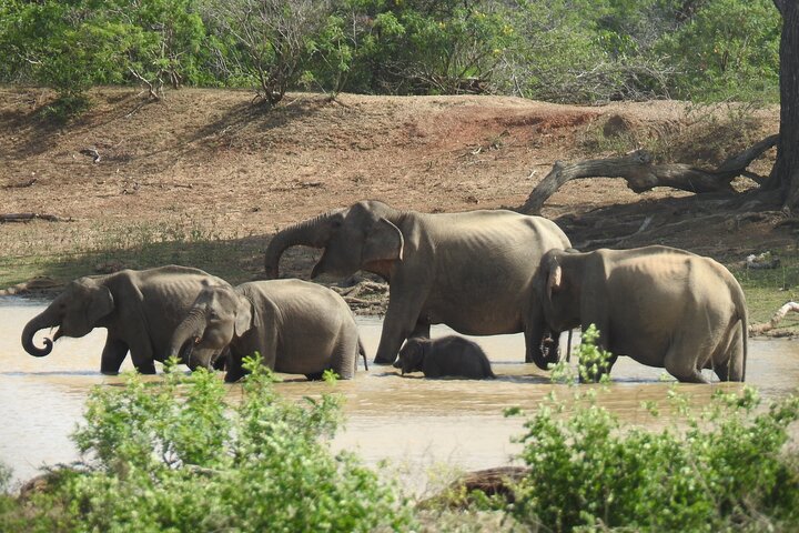 Safári de dia inteiro - Parque Nacional de Yala - 04: 30h às 18: 00h com - safári Janaka