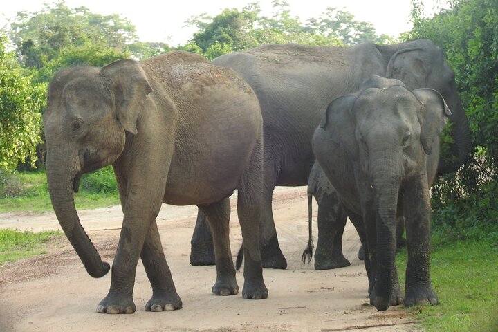 Special Leoparden und Elefanten Safari - 04.30 bis 11.30 Uhr