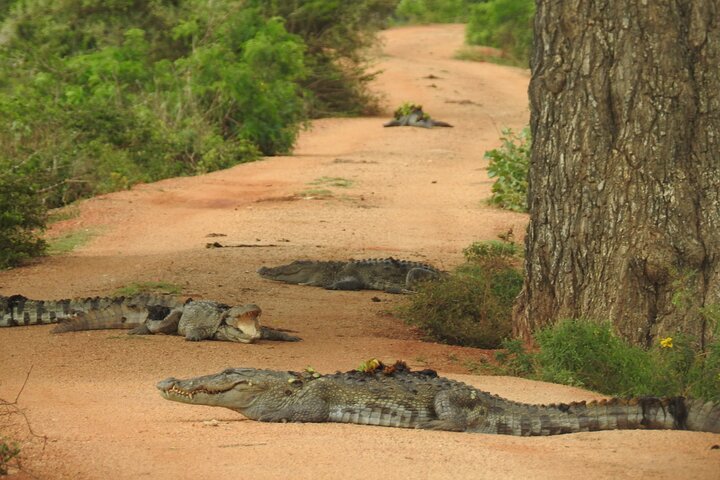 Safári de dia inteiro - Parque Nacional de Yala - 04: 30h às 18: 00h com - safári Janaka