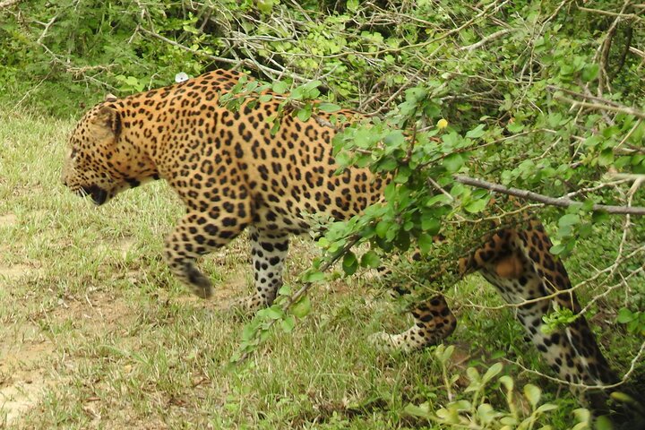 Tour safari di un'intera giornata nel Parco Nazionale di Yala