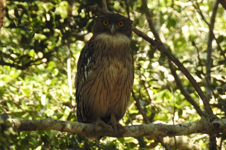 Safári de dia inteiro - Parque Nacional de Yala - 04: 30h às 18: 00h com - safári Janaka