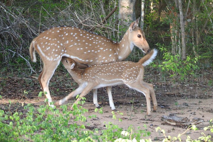 Special Leoparden und Elefanten Safari - 04.30 bis 11.30 Uhr