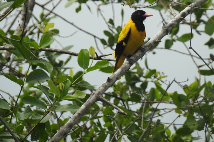 Safári de dia inteiro - Parque Nacional de Yala - 04: 30h às 18: 00h com - safári Janaka
