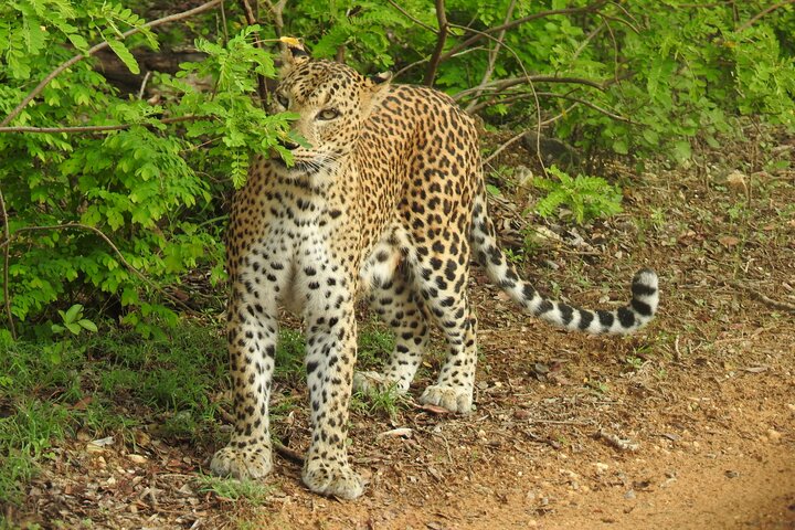 Safári de dia inteiro - Parque Nacional de Yala - 04: 30h às 18: 00h com - safári Janaka