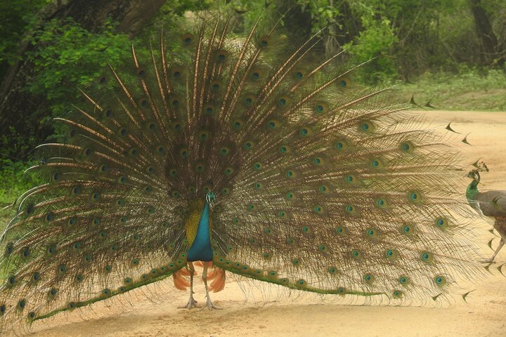 Safári de dia inteiro - Parque Nacional de Yala - 04: 30h às 18: 00h com - safári Janaka