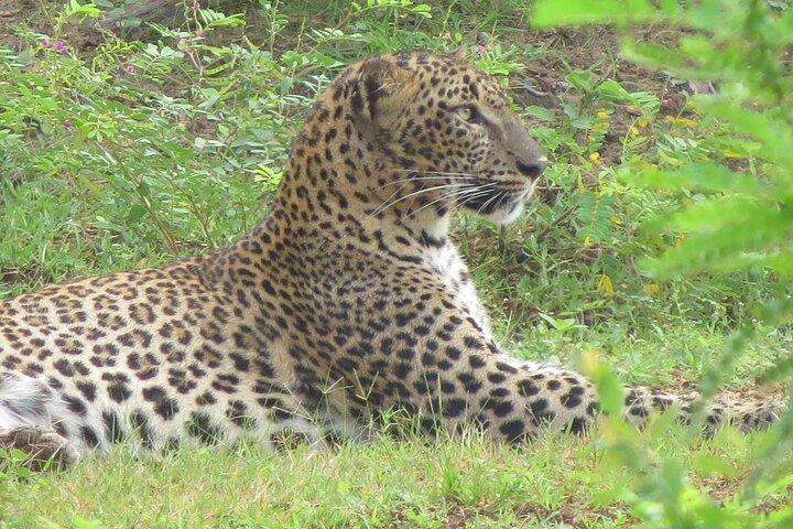 Special Leoparden und Elefanten Safari - 04.30 bis 11.30 Uhr