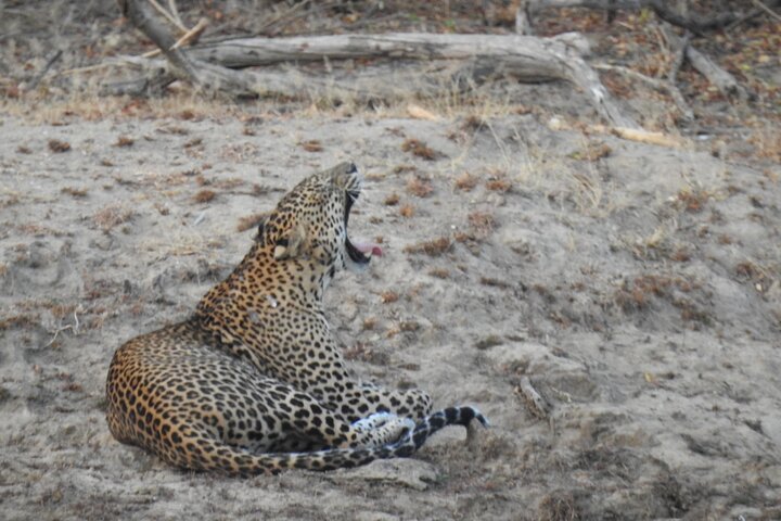 Safari serale - Yala National Park con safari Janaka - dalle 14:00 alle 18:30