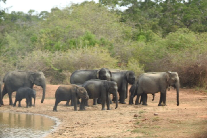 Safari serale - Yala National Park con safari Janaka - dalle 14:00 alle 18:30