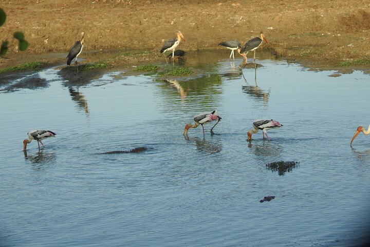 Safari serale - Yala National Park con safari Janaka - dalle 14:00 alle 18:30