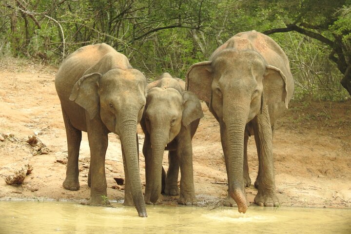 Safari serale - Yala National Park con safari Janaka - dalle 14:00 alle 18:30