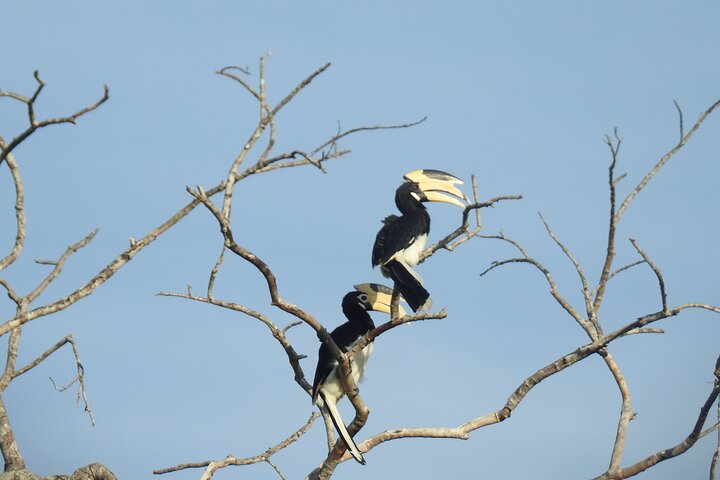 Safari serale - Yala National Park con safari Janaka - dalle 14:00 alle 18:30