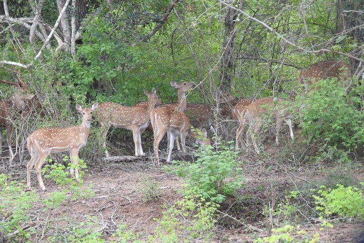 Safari serale - Yala National Park con safari Janaka - dalle 14:00 alle 18:30
