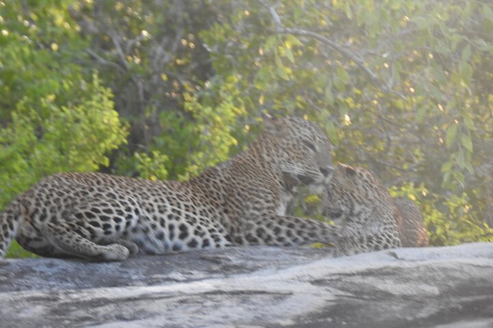 Safari serale - Yala National Park con safari Janaka - dalle 14:00 alle 18:30