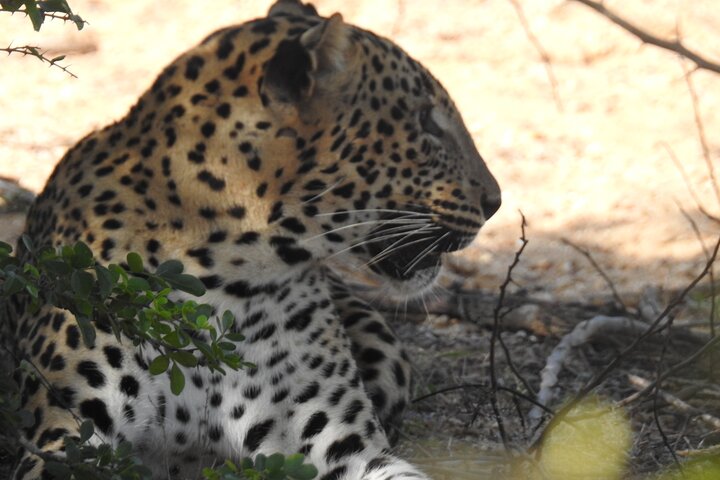 Safari serale - Yala National Park con safari Janaka - dalle 14:00 alle 18:30