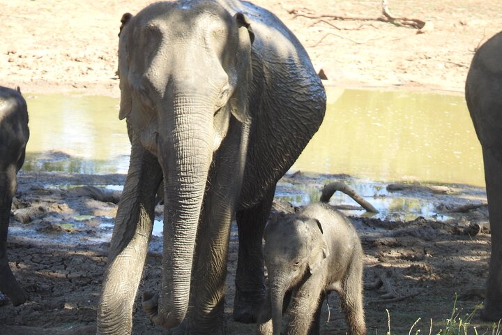 Safari serale - Yala National Park con safari Janaka - dalle 14:00 alle 18:30