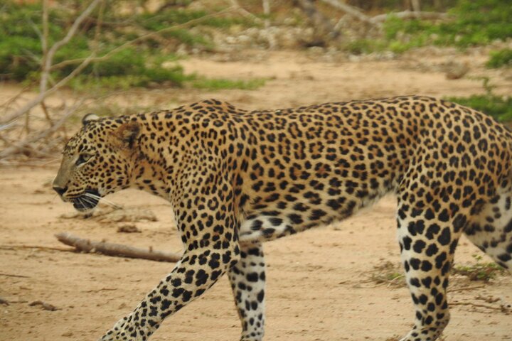 Safari serale - Yala National Park con safari Janaka - dalle 14:00 alle 18:30