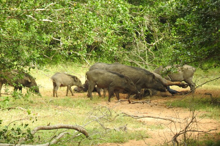 Safari serale - Yala National Park con safari Janaka - dalle 14:00 alle 18:30