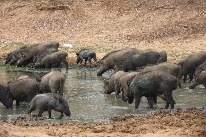 Safari serale - Yala National Park con safari Janaka - dalle 14:00 alle 18:30