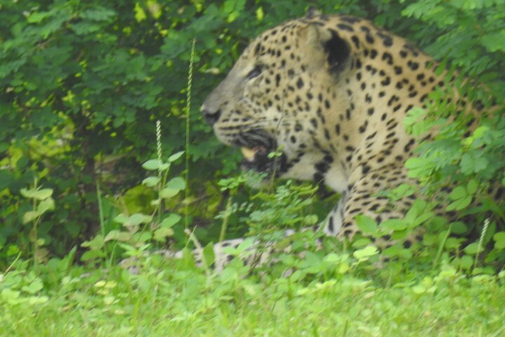 Safari de día completo (Lo mejor para leopardos y elefantes y más..)
