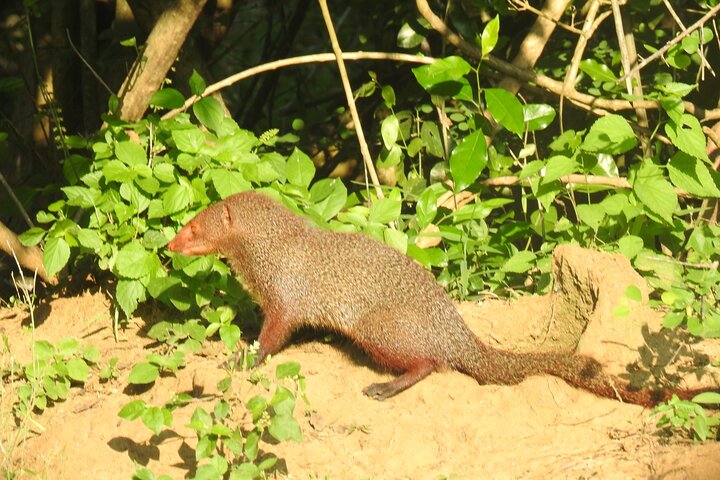Safari de día completo (Lo mejor para leopardos y elefantes y más..)