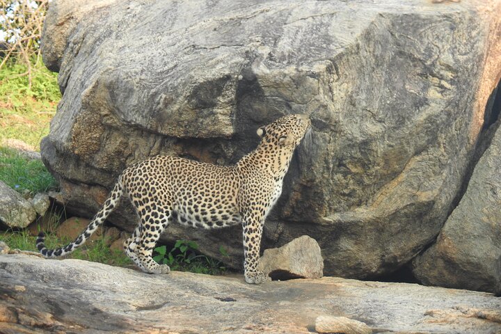 Safari de día completo (Lo mejor para leopardos y elefantes y más..)