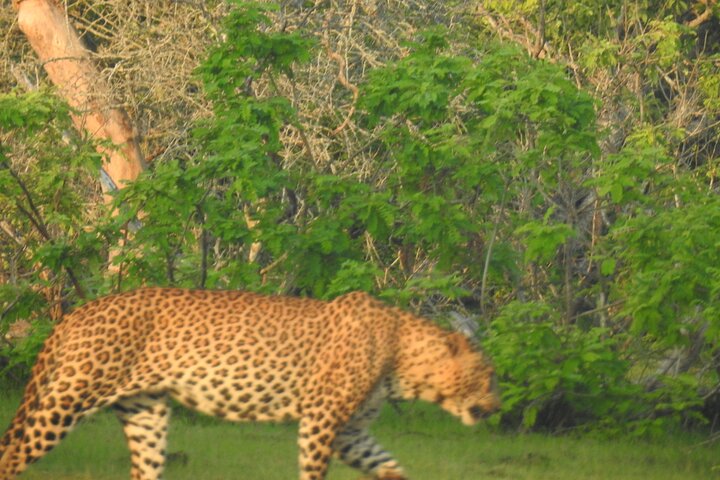 Special Leoparden und Elefanten Safari - 04.30 bis 11.30 Uhr