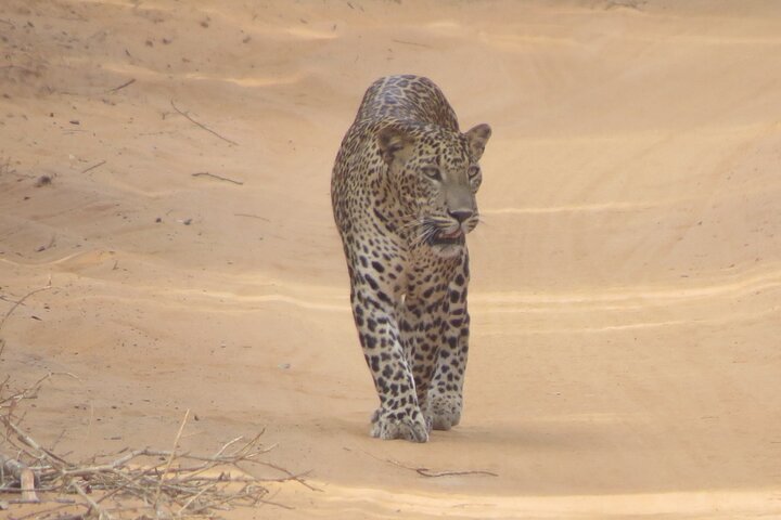 Special Leoparden und Elefanten Safari - 04.30 bis 11.30 Uhr