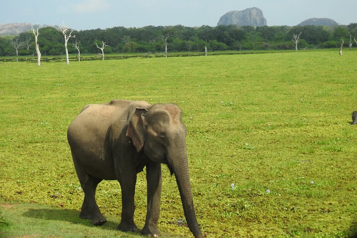 Special Leoparden und Elefanten Safari - 04.30 bis 11.30 Uhr