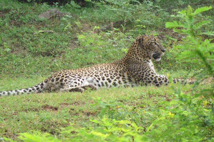Special Leoparden und Elefanten Safari - 04.30 bis 11.30 Uhr