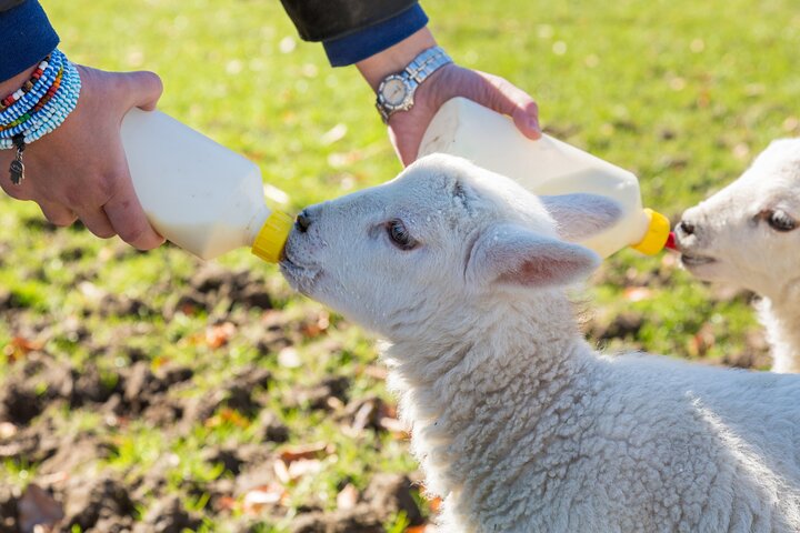 Kleine Gruppe Kylemore Abbey, Sheepdog Demo & Connemara Tour