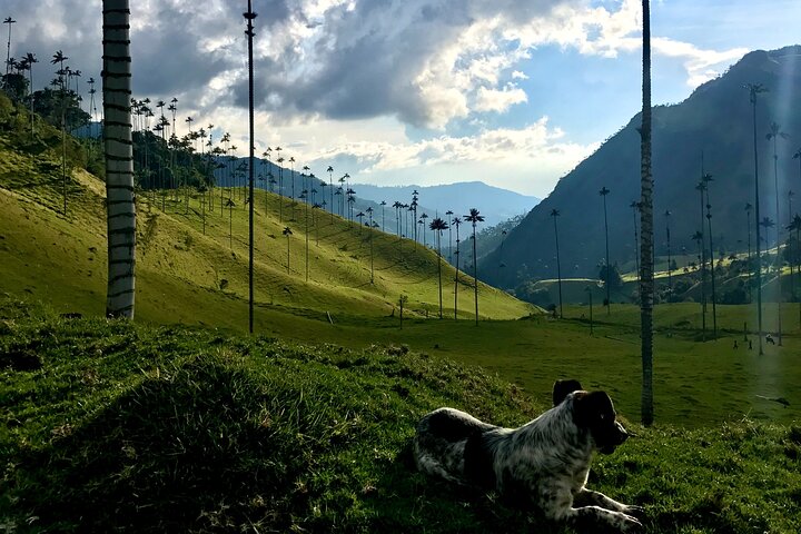 Salento and Cócora Tour plus Coffee Farm from Pereira or Armenia