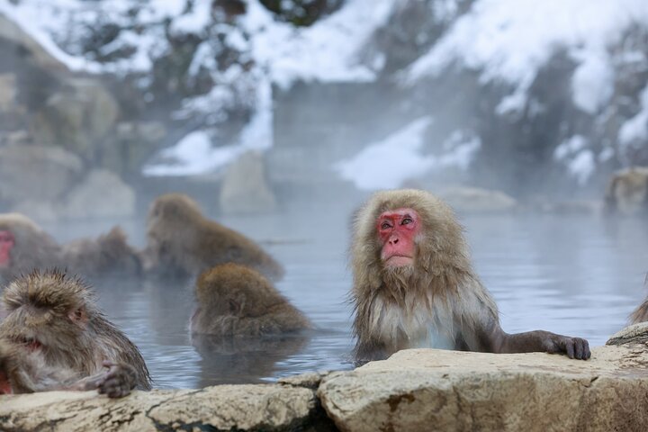 1-tägige private Schneeaffen-ZenkoJi-Tempel- und Sake-Verkostung durch Nagano