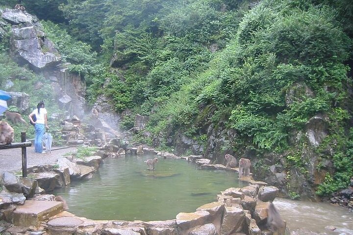 1-tägige private Schneeaffen-ZenkoJi-Tempel- und Sake-Verkostung durch Nagano