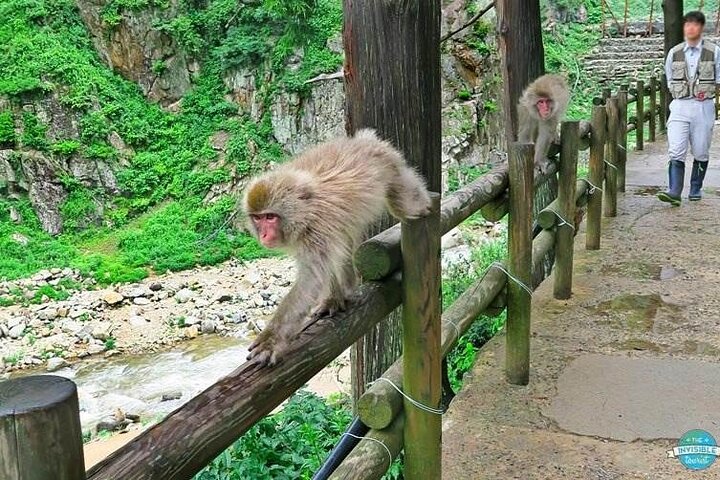 1-tägige private Schneeaffen-ZenkoJi-Tempel- und Sake-Verkostung durch Nagano