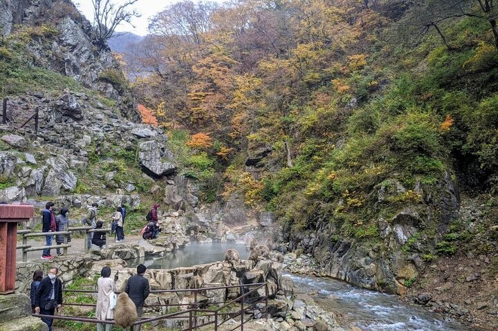 1-tägige private Schneeaffen-ZenkoJi-Tempel- und Sake-Verkostung durch Nagano