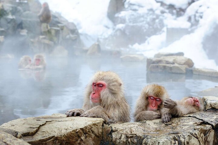 1-tägige private Schneeaffen-ZenkoJi-Tempel- und Sake-Verkostung durch Nagano