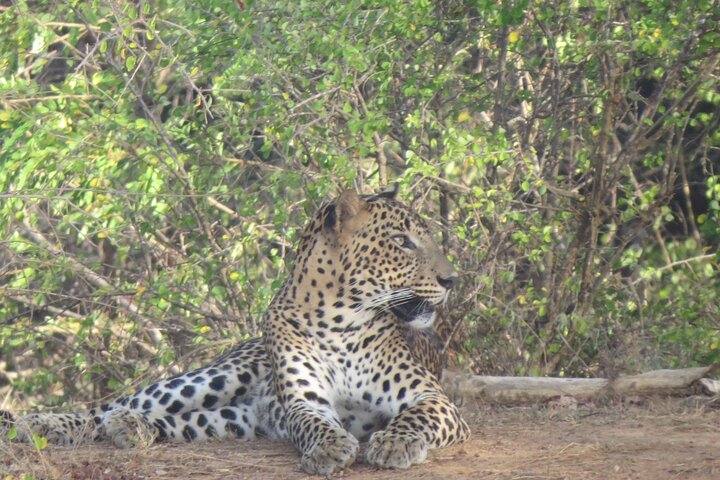 Tour safari di un'intera giornata nel Parco Nazionale di Yala