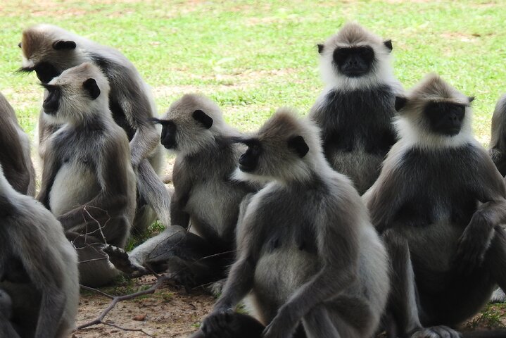 Tour safari di un'intera giornata nel Parco Nazionale di Yala