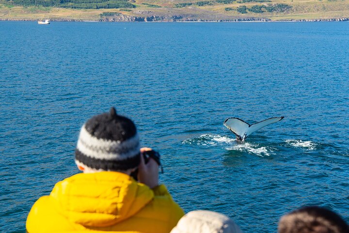 100% observation des baleines