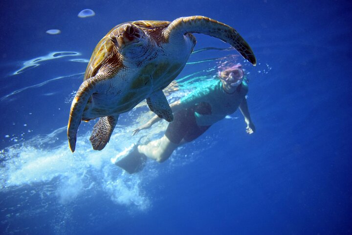 Tenerife: Turtle og delfin kajakk tur med snorkling og våtdrakt