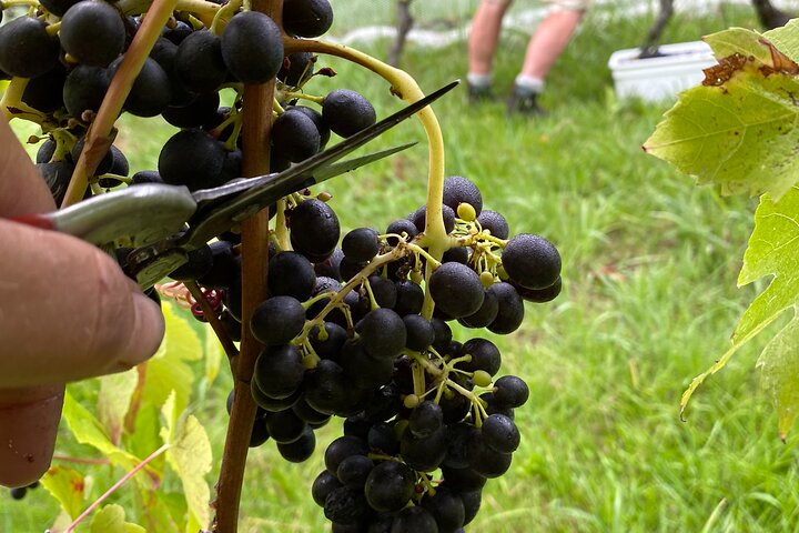 Hoteller i nærheten av Waiheke Best Cellar Tour (11 guests max)